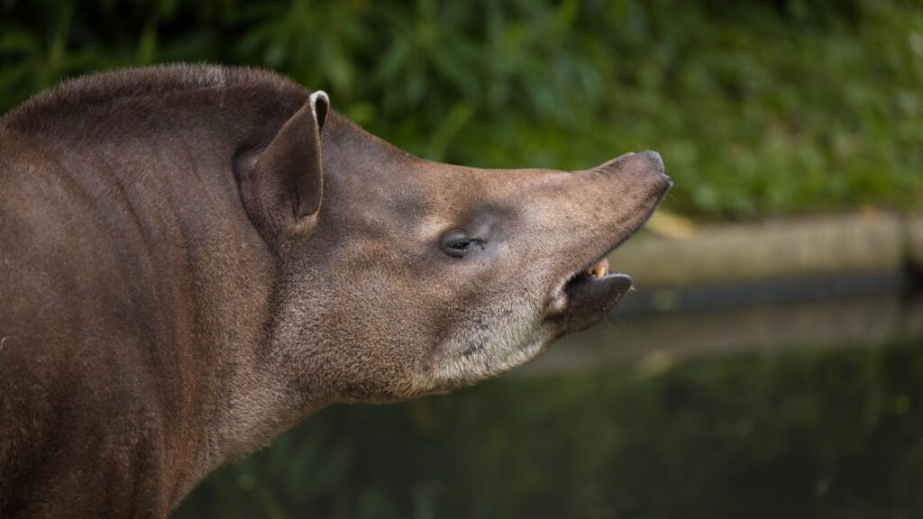 Brazilian tapir - Newquay Zoo