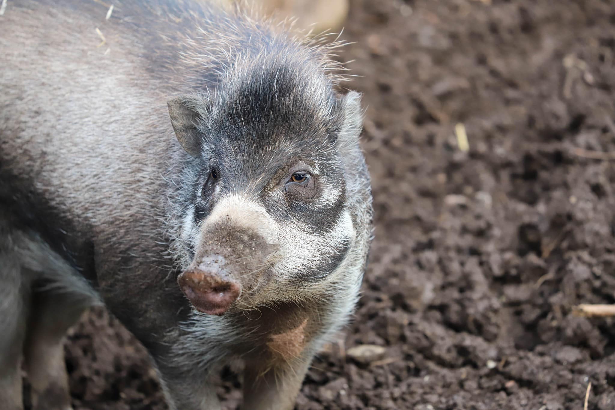 Visayan warty pig Newquay Zoo
