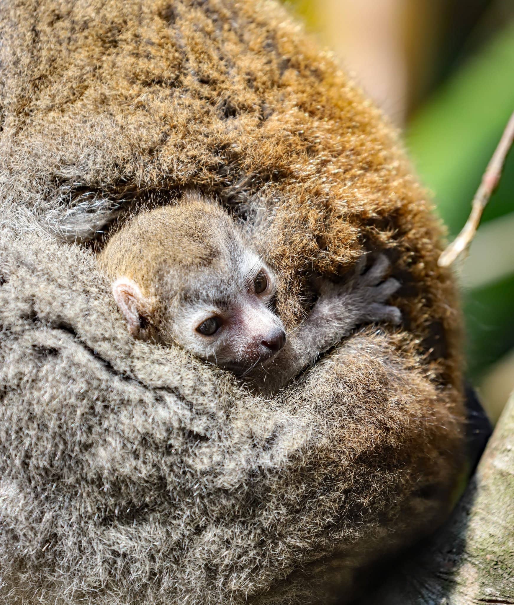 Newquay Zoo welcomes a rare crowned lemur baby