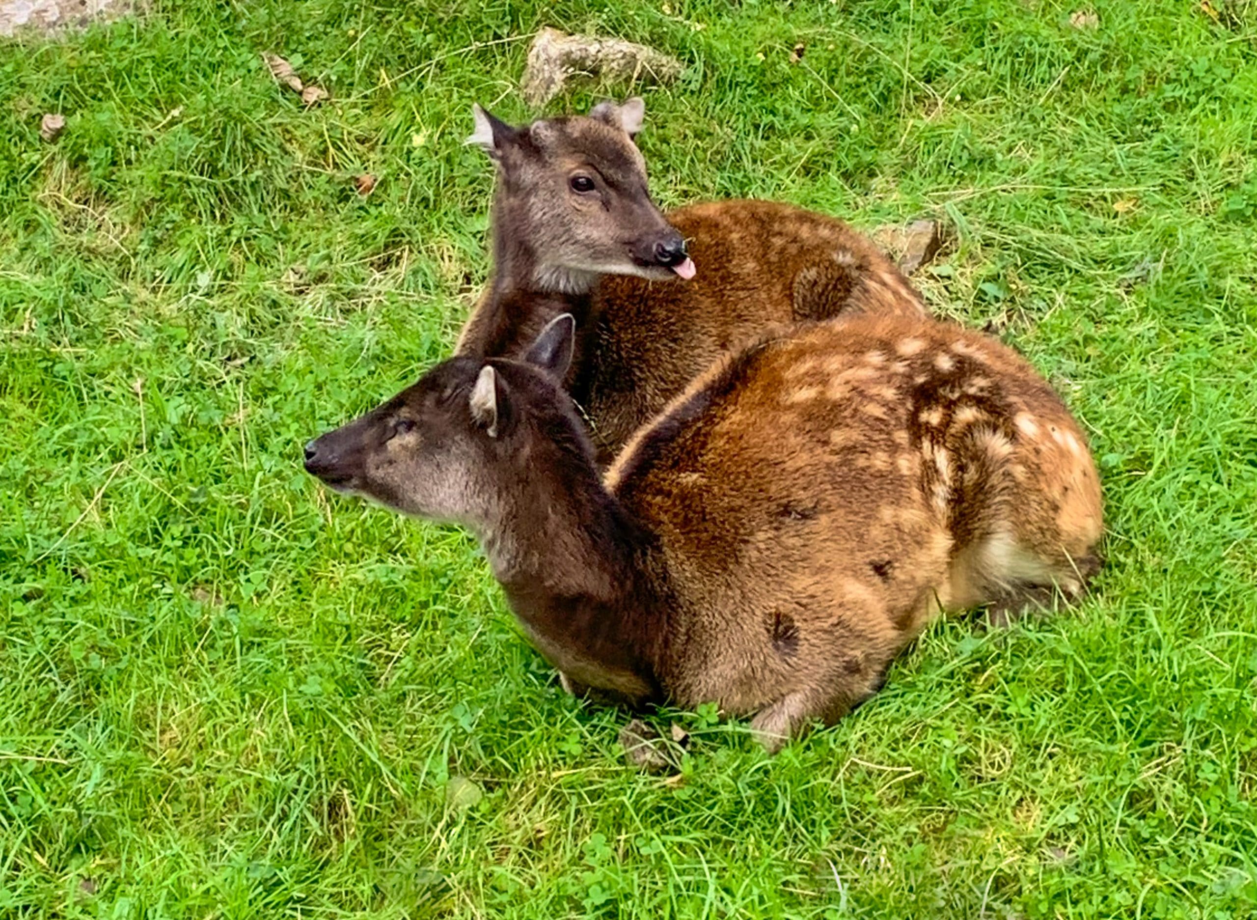 Endangered deer moves to Newquay Zoo