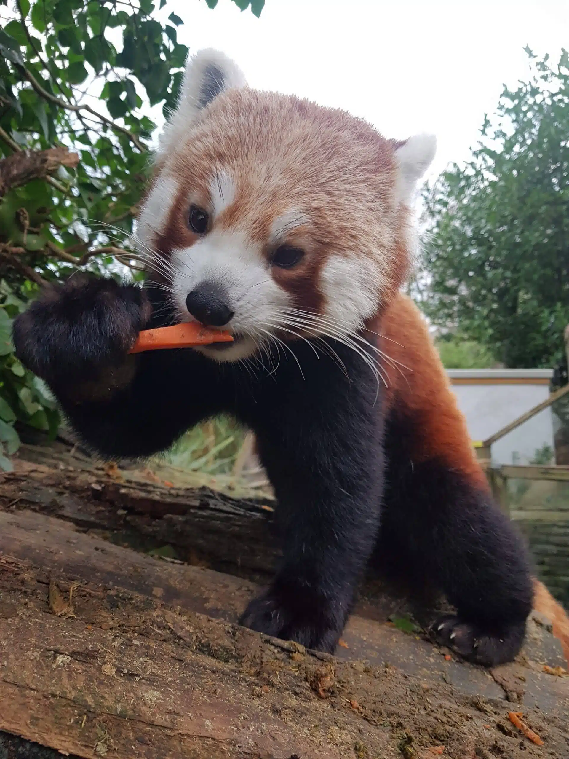 Newquay Zoo is turning red with its latest addition of a male red panda