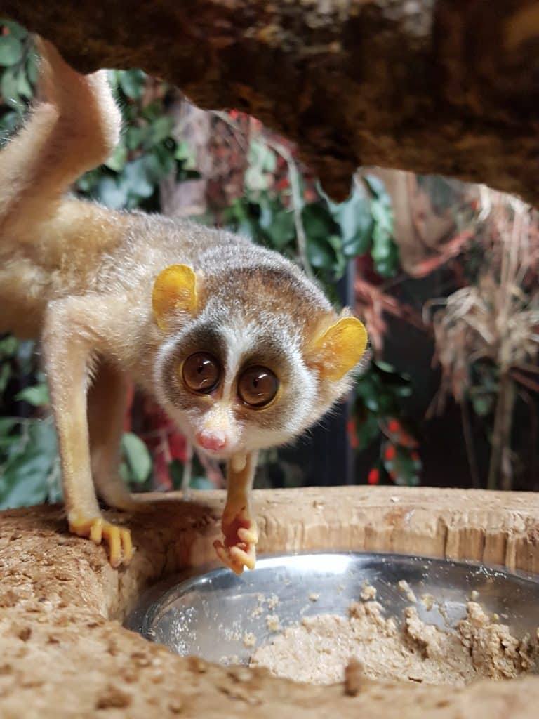 Plan your Visit Newquay Zoo