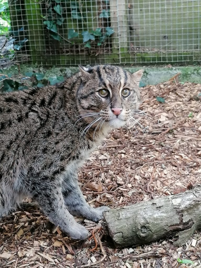 Rare fishing cat Freya gets a new mate Newquay Zoo