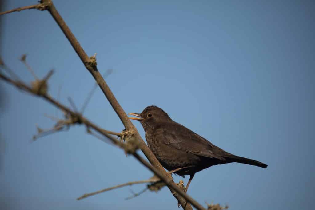 Female blackbird spotted at Newquay Zoo