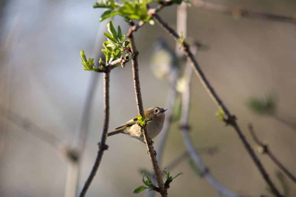 Goldcrest spotted at Newquay Zoo