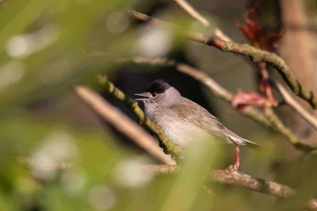 Male blackcap spotted at Newquay Zoo