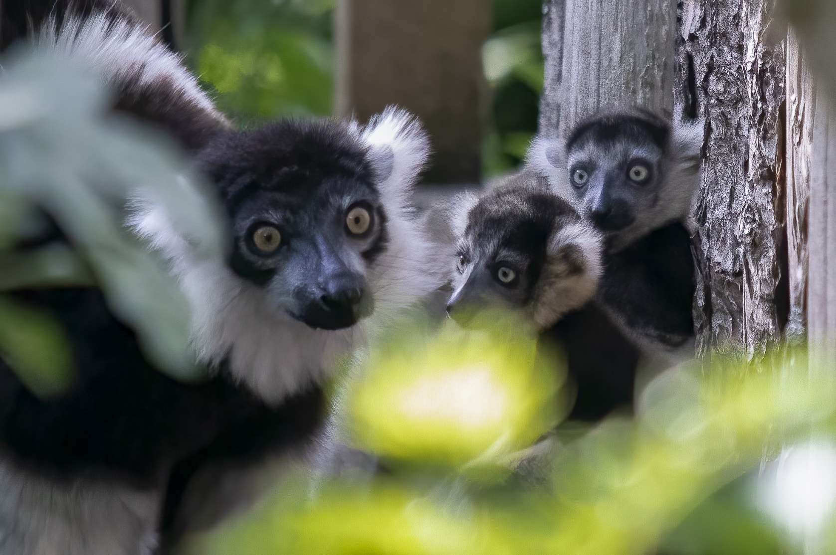 Triple trouble for Newquay Zoo with arrival of three rare lemur pups