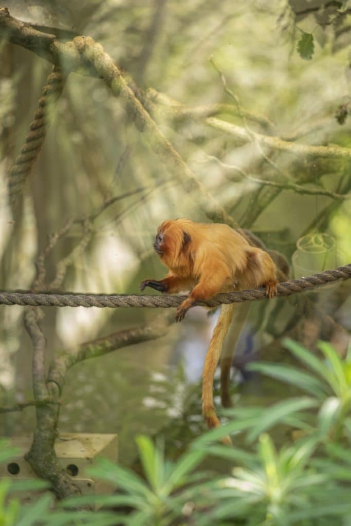 Golden Lion Tamarin Day 2022: celebrate this small and mighty monkey with  us! - Newquay Zoo