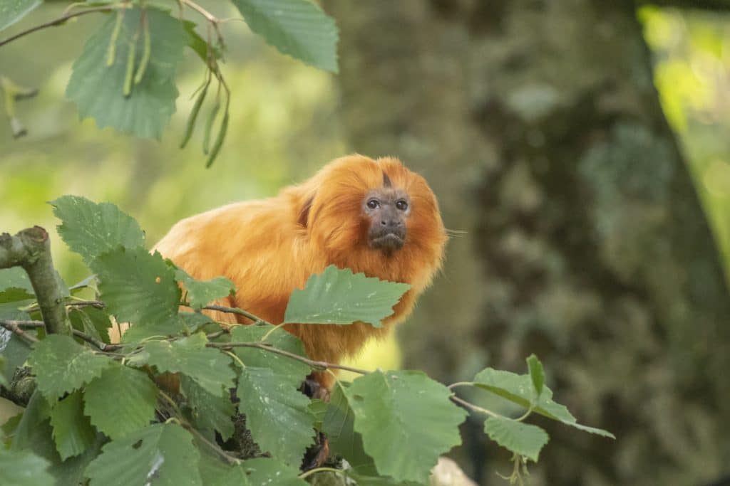 Golden lion tamarin amongst foliage