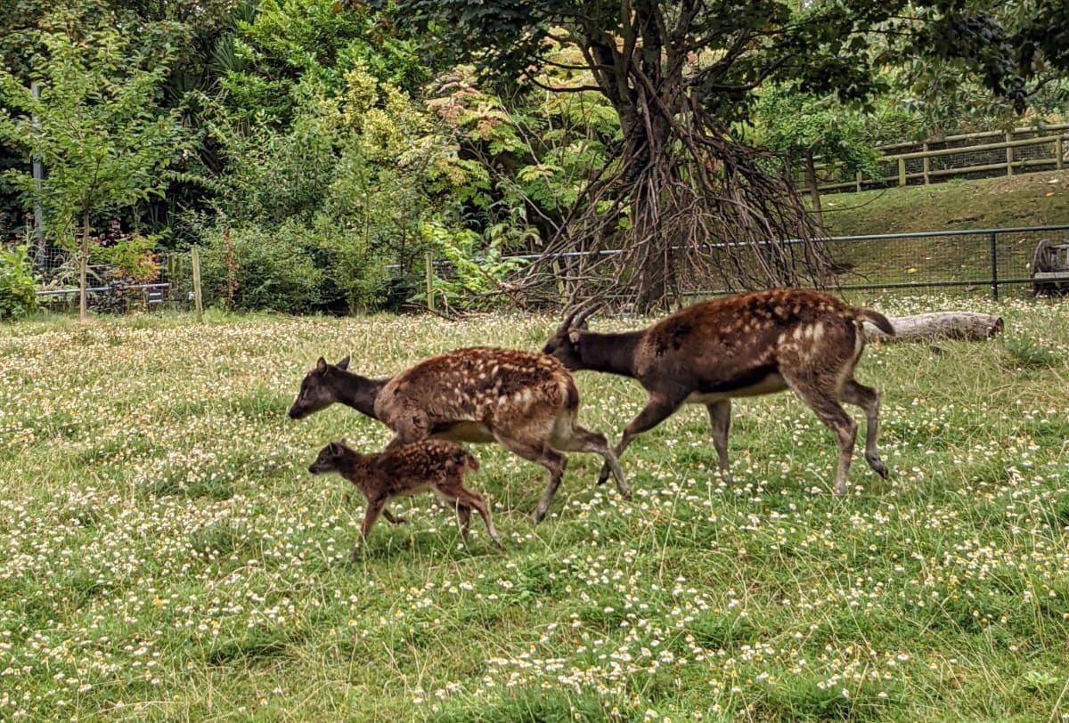 Newquay Zoo fawns over new Philippine spotted deer