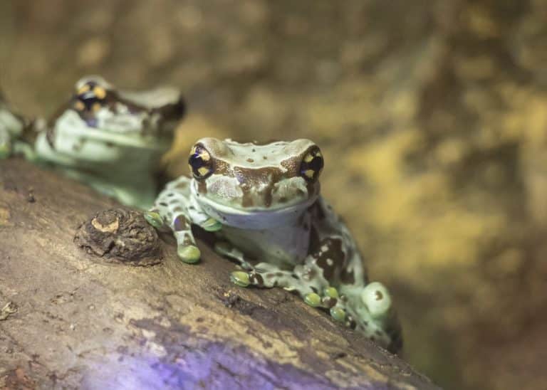 Amazon milk frog Newquay Zoo