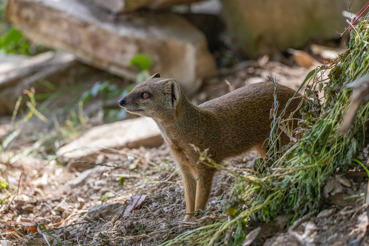 NZ Yellow Mongoose 07 22 LR 6