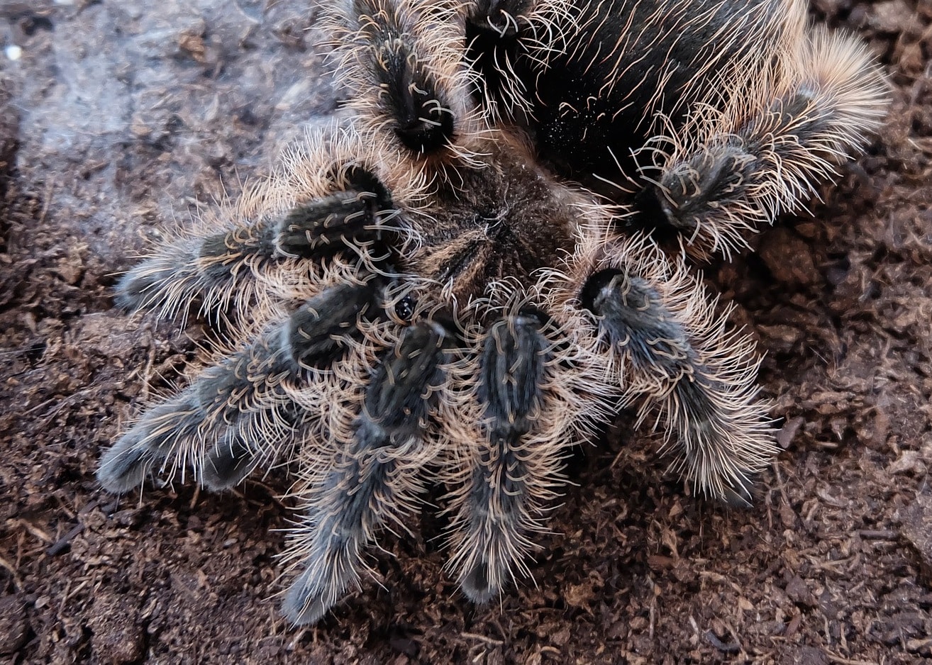Curly hair tarantula Newquay Zoo