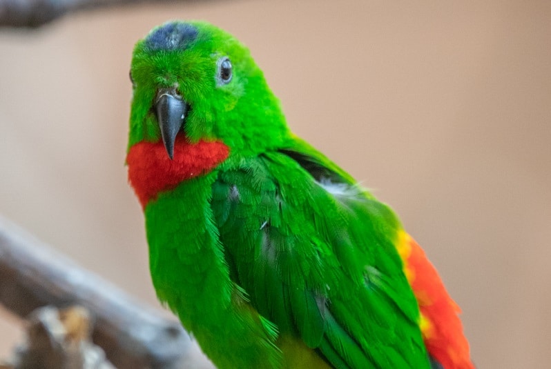 Blue crowned hanging parrot