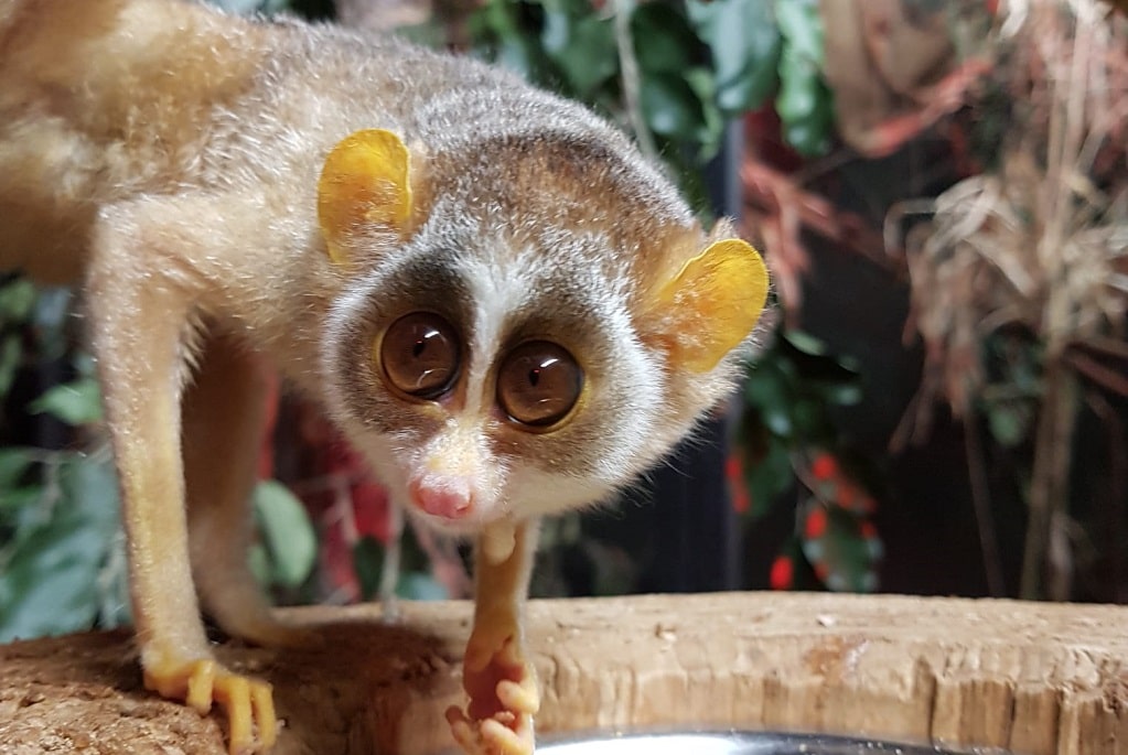 TT youngest loris unnamed 1 crop