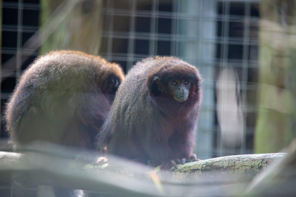 NZ Animal Photos 04 22 LR 60