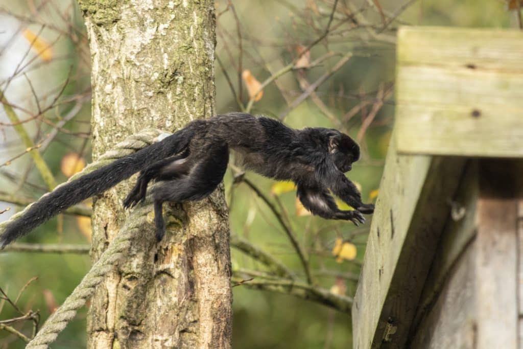 NZ Goeldi Monkey 11 21 ONB LR 6