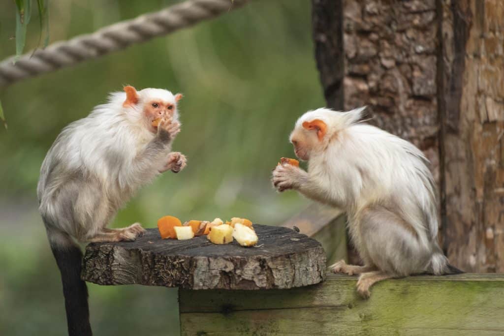 NZ Silvery Marmoset 11 21 ONB LR 26