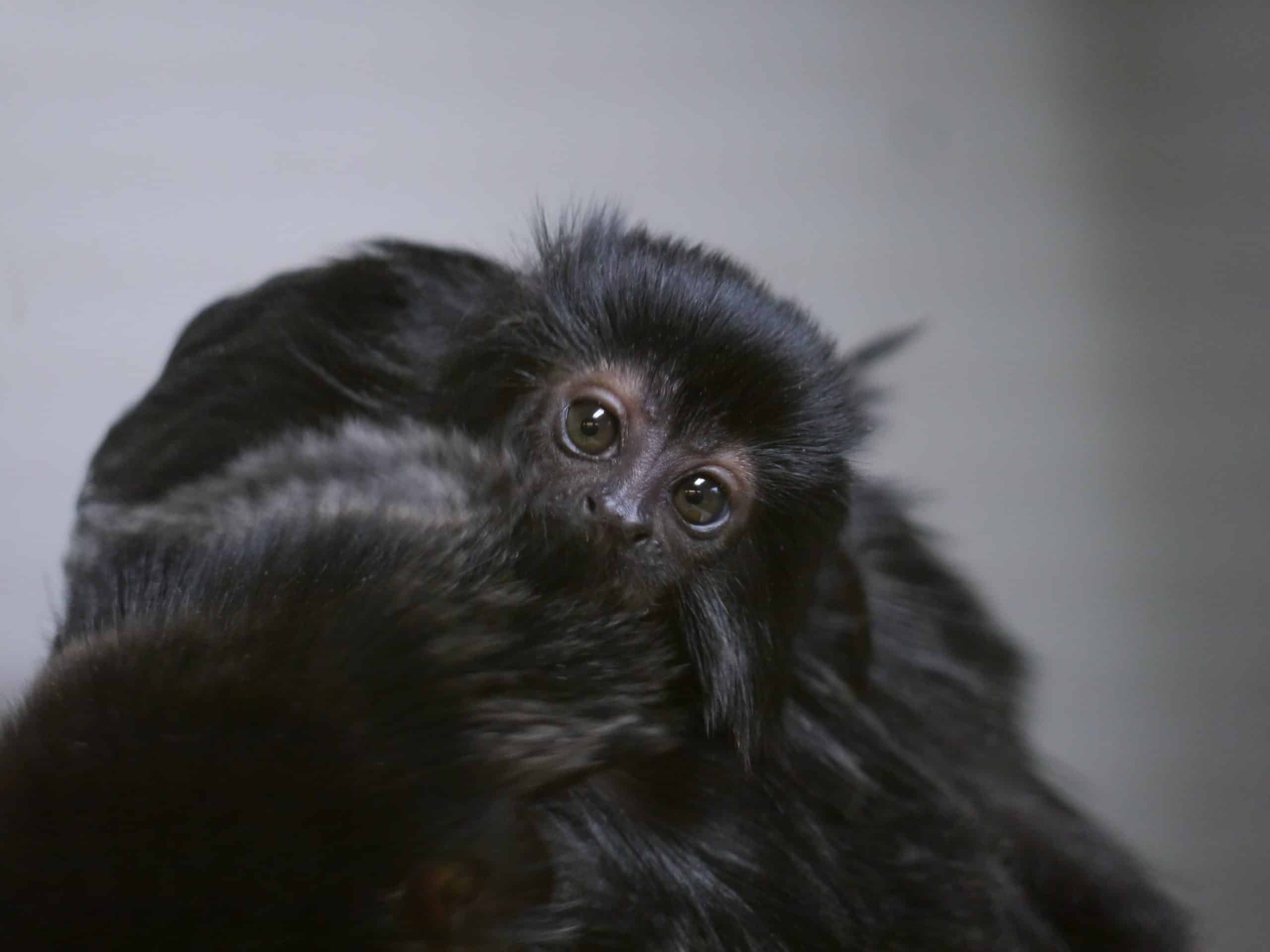 Monkey the size of a golf ball born at Newquay Zoo
