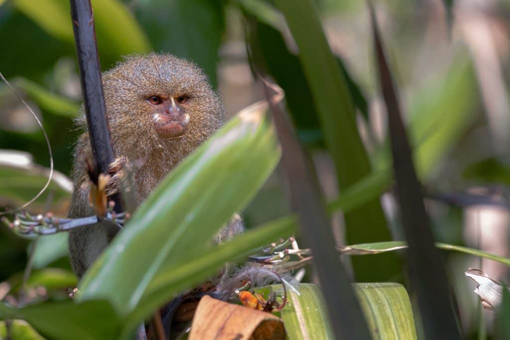 pygmy marmoset 3