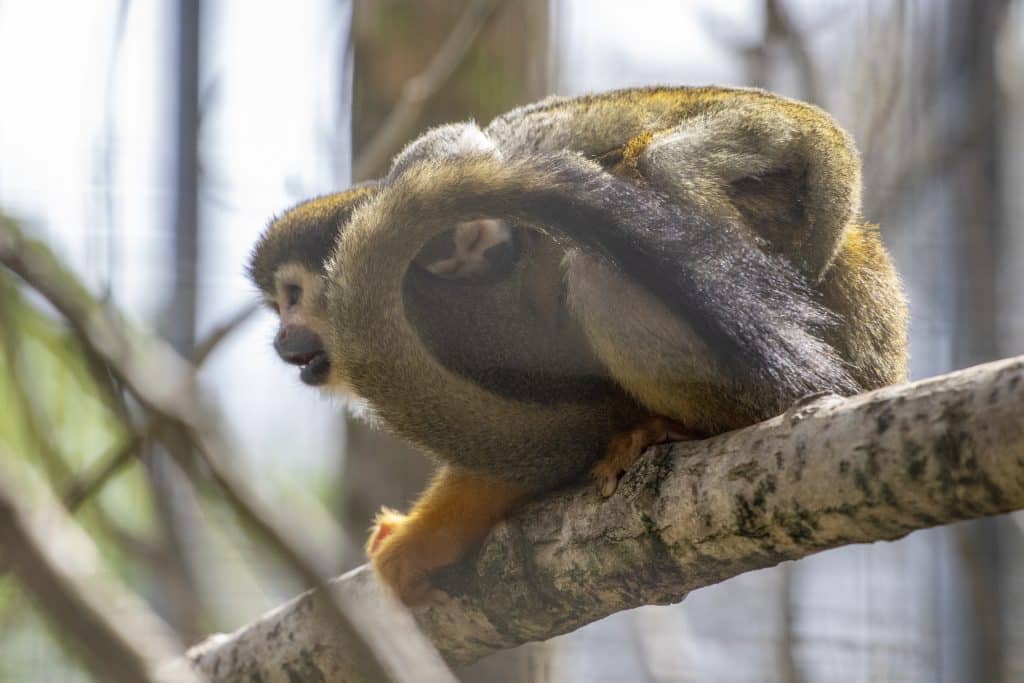 squirrel monkey