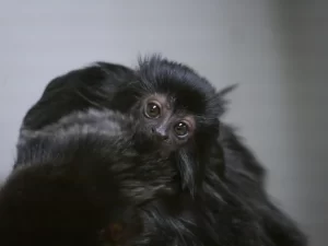 Newquay Zoo Baby Goeldis monkey Image 1 2048x1536.jpg