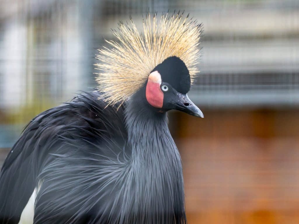 West African crowned cranes at Newquay Zoo