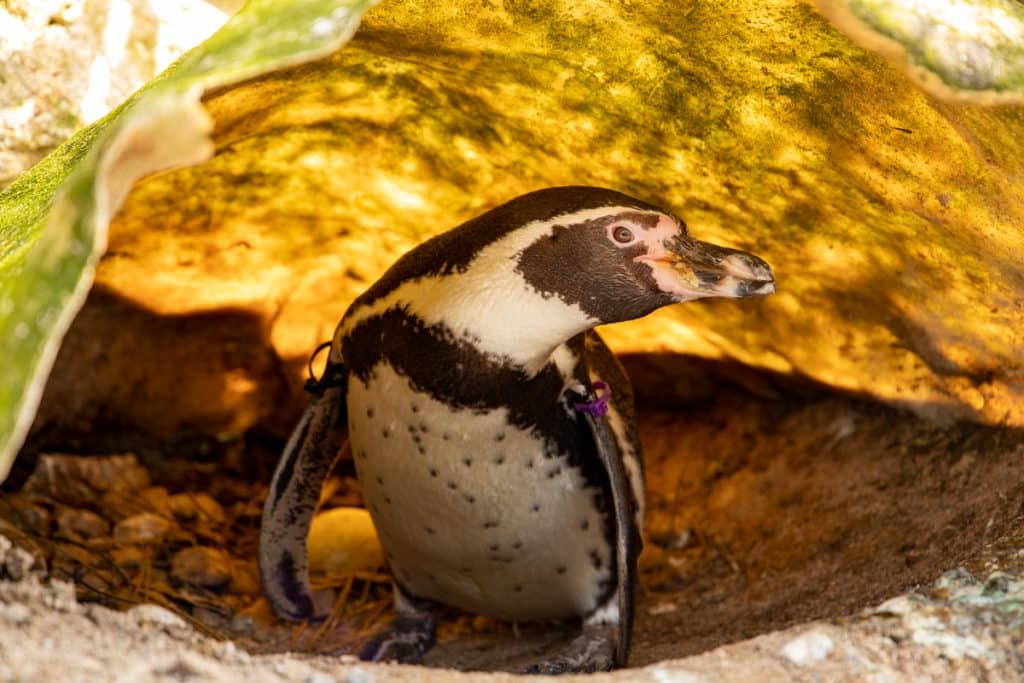5 surprising facts you didn't know about penguin eggs Newquay Zoo