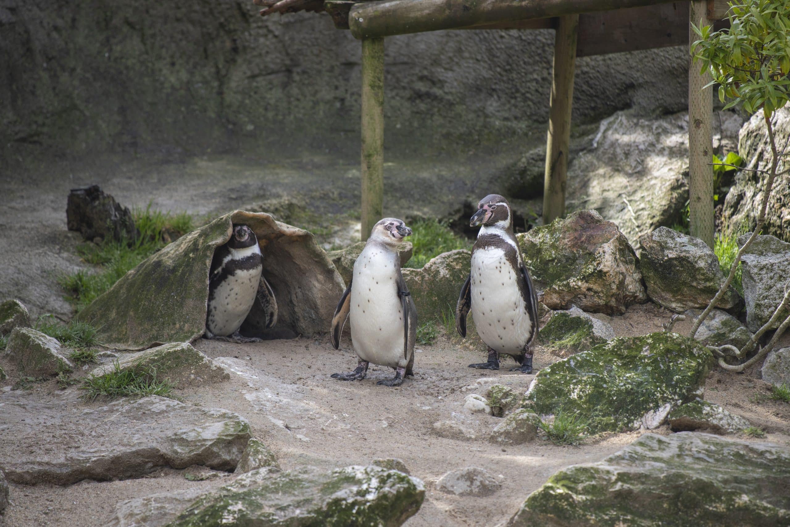 Penguin Digital Adoption Pack