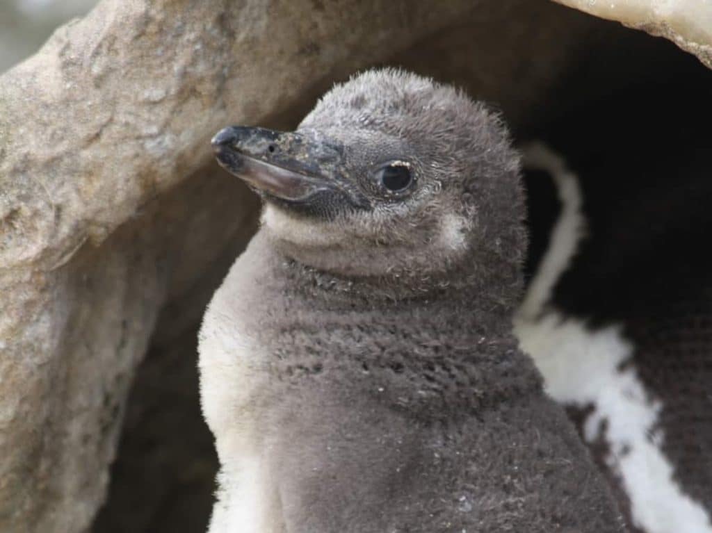 5 surprising facts you didn't know about penguin eggs - Newquay Zoo