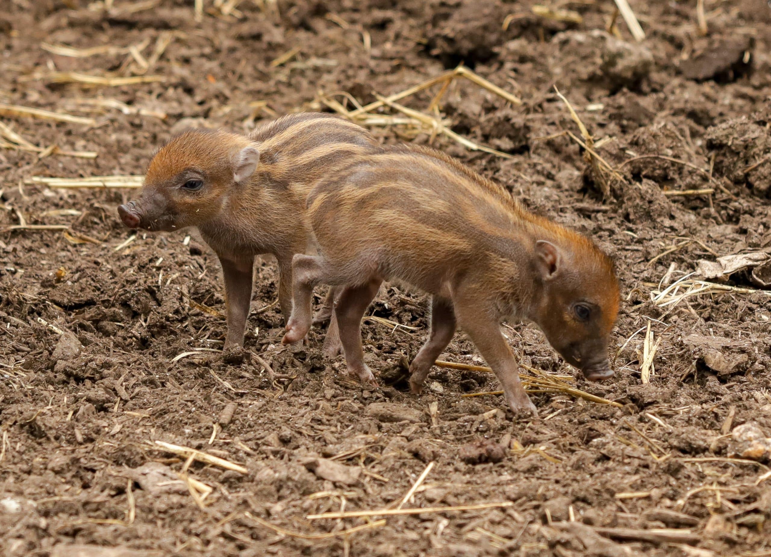 Visayan warty piglets: top 5 surprising facts that will melt your heart!