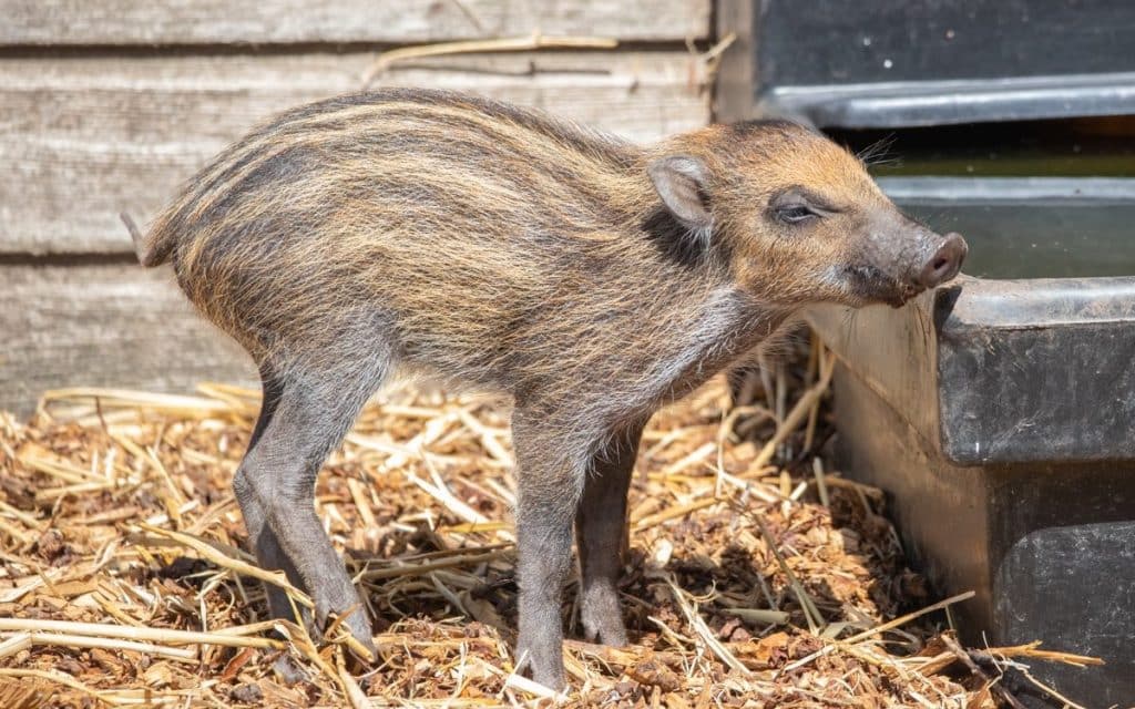 Get ready to be charmed by the irresistible world of warty piglets! Discover the top 5 adorable facts about these unique creatures, from their playful antics to their curious nature. Unravel the secrets of warty piglet behavior and explore their fascinating features. Join us on this captivating journey into the world of warty piglets and prepare to be amazed!
