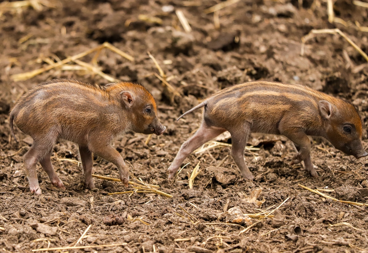 Rarest piglets in the world born at Newquay Zoo