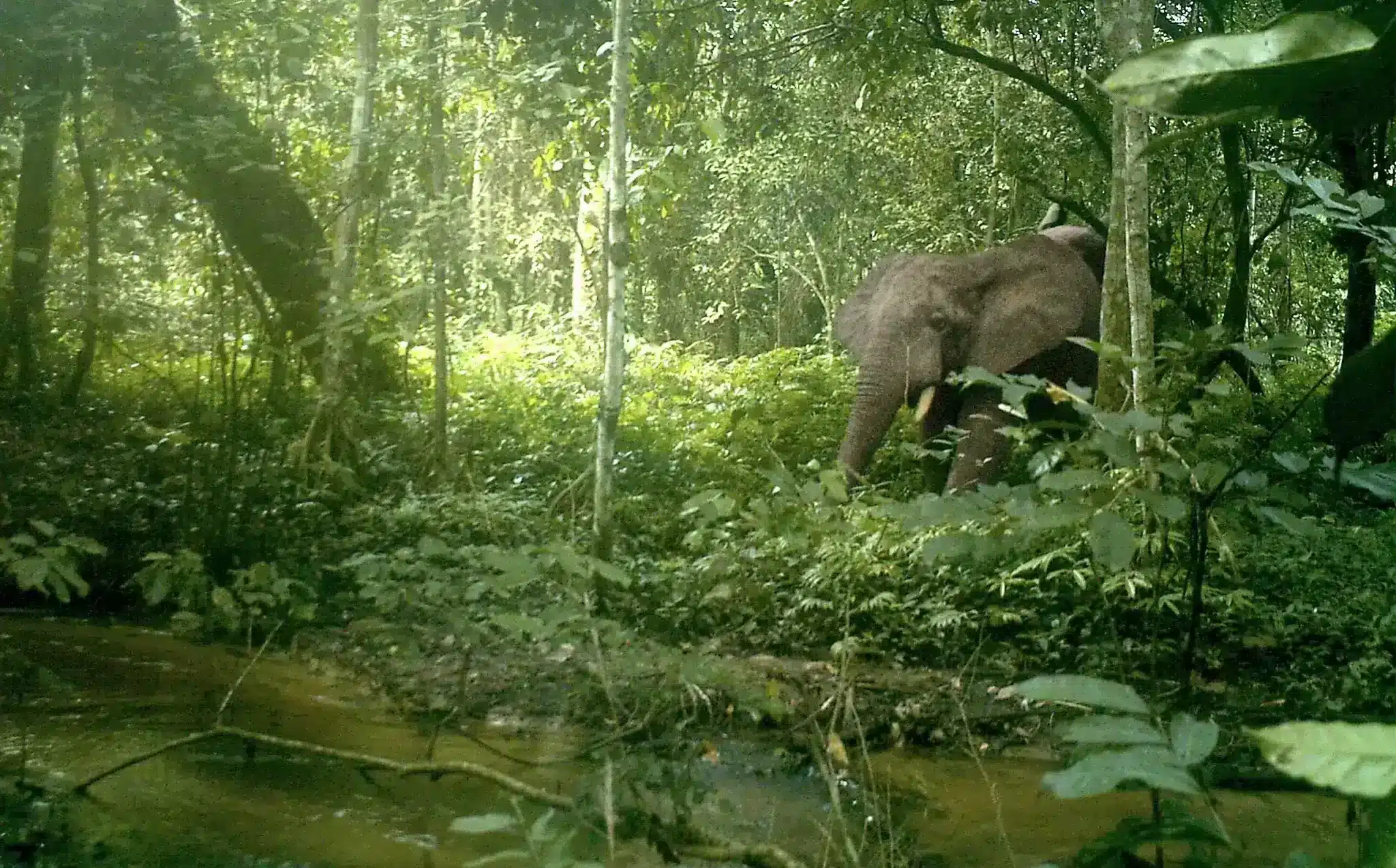 Omo Forest Elephant 2048x1536.jpg e1691414172334