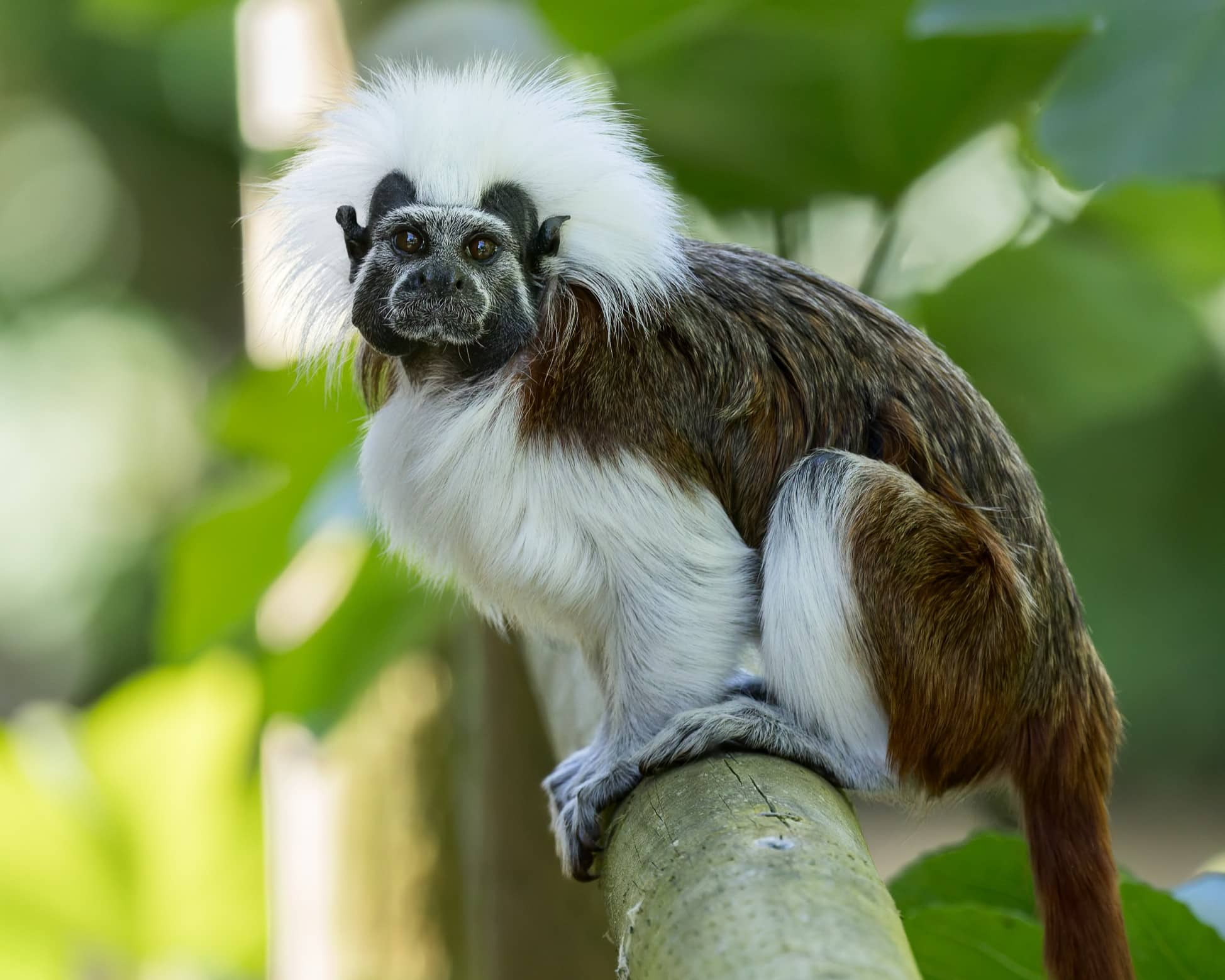 Cotton-top tamarins at Newquay Zoo