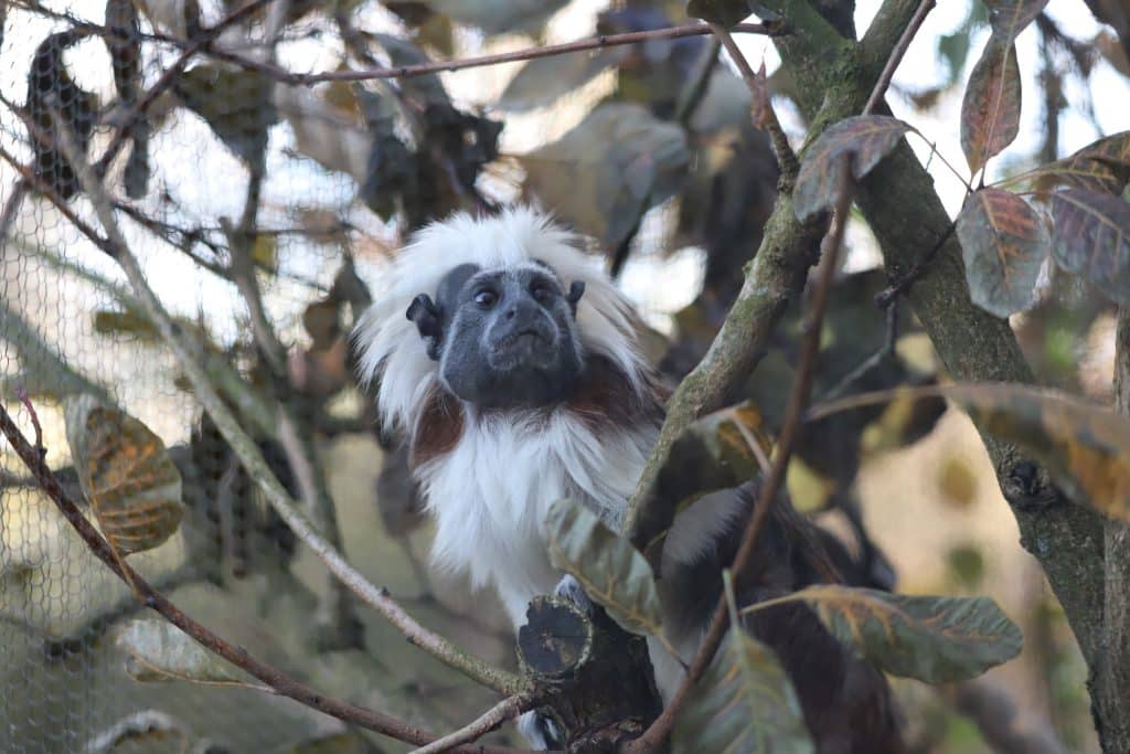 Newquay Zoo Cotton top tamarins Image 2