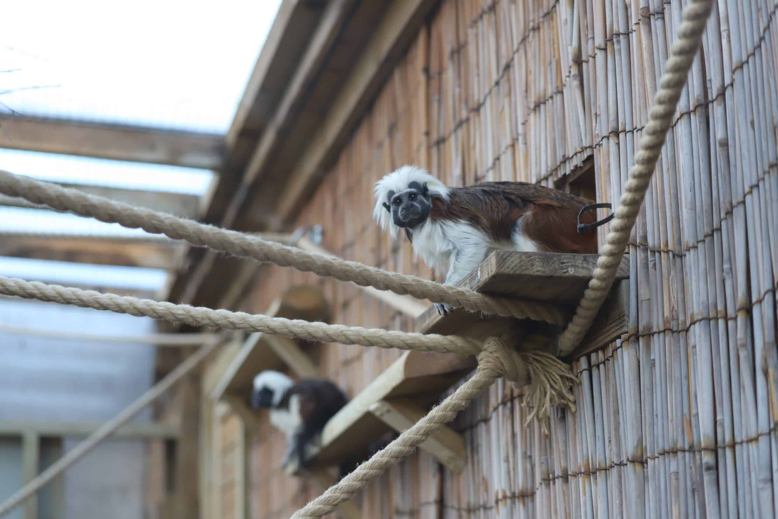 A pair of cotton-top tamarins at Newquay Zoo
