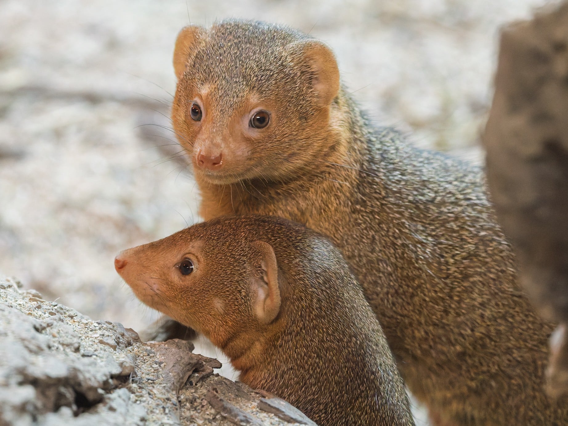 Dwarf mongoose at Newquay Zoo