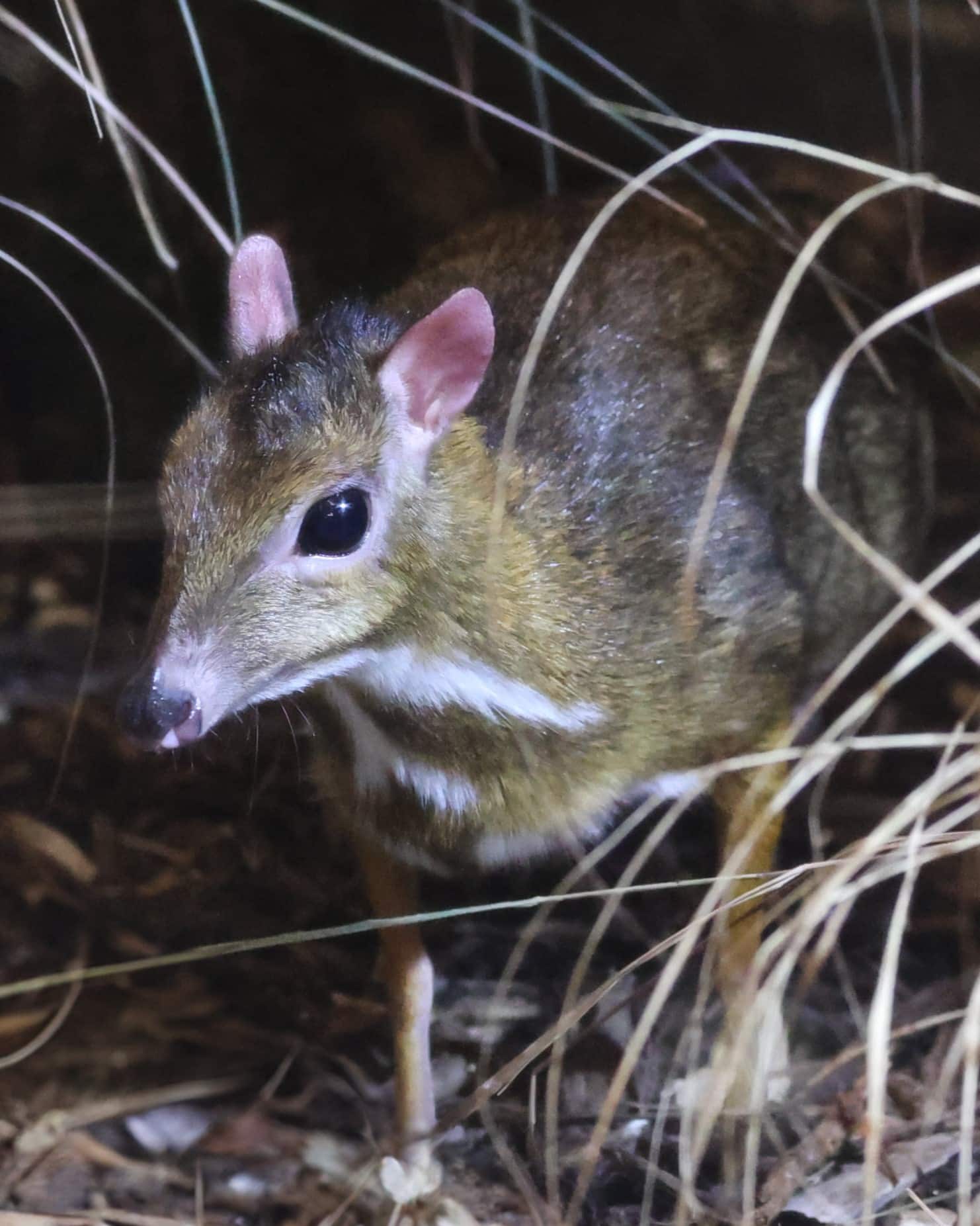 Java mouse deer Newquay Zoo