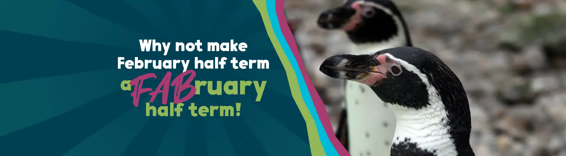 newquay zoo february half term web 01 01