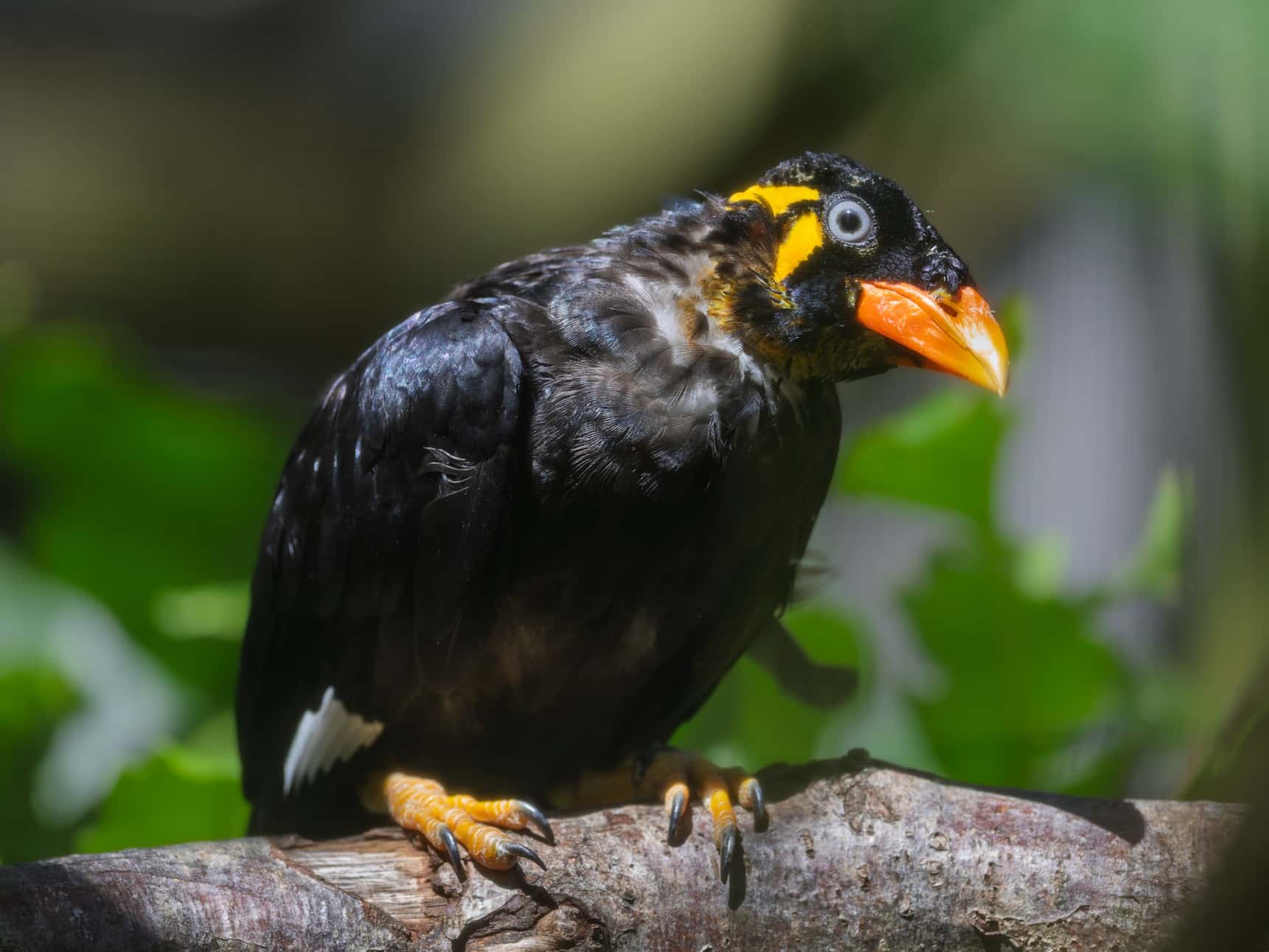 Hill mynah bird at Newquay Zoo
