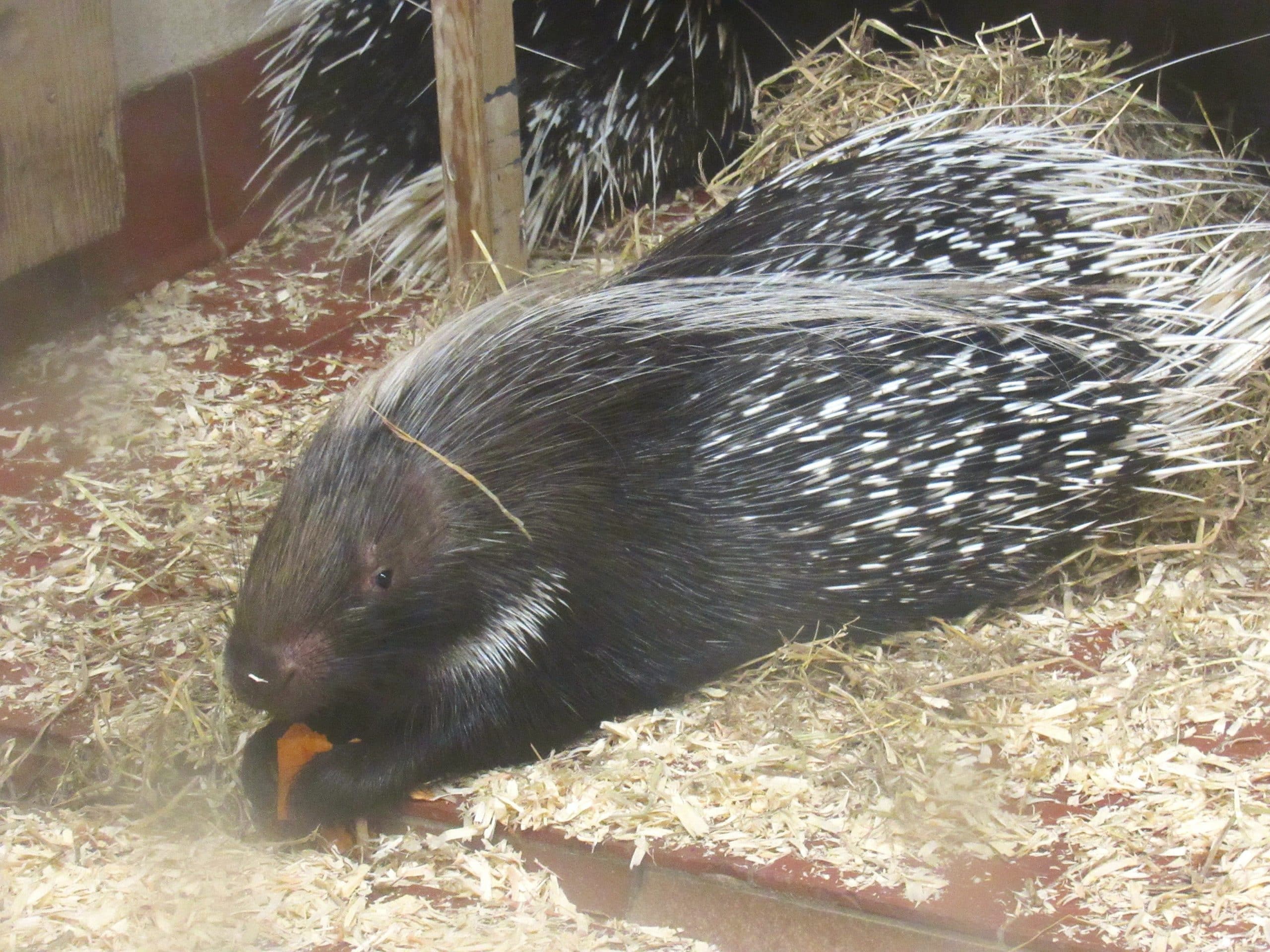 Cape porcupines at Newquay Zoo