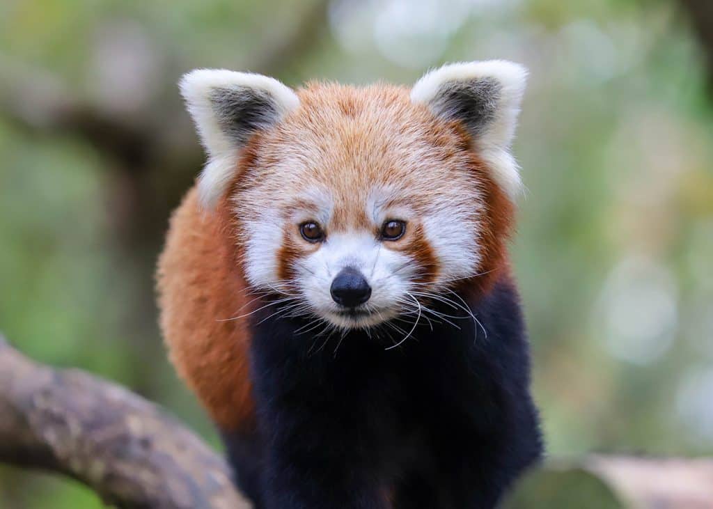 NZAdoptionsRedPanda2