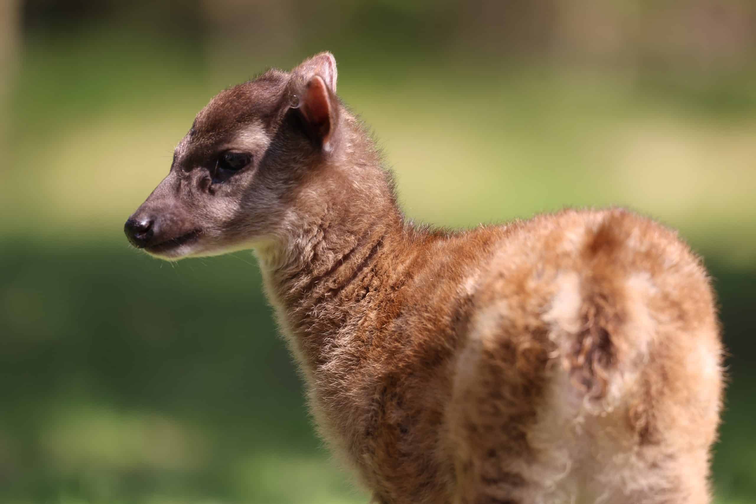 New Philippine spotted deer fawn at Newquay Zoo
