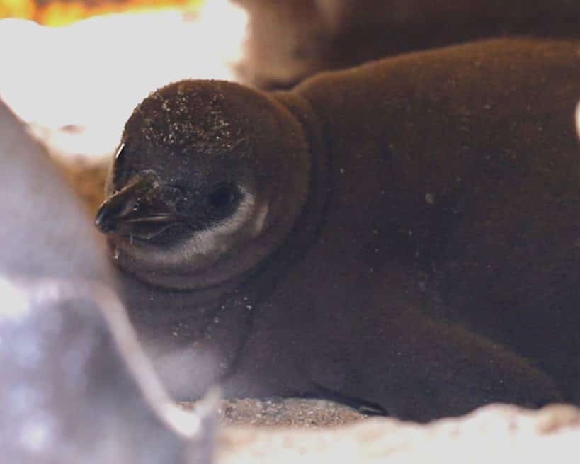 humboldt penguin chick born at Newquay Zoo 2024