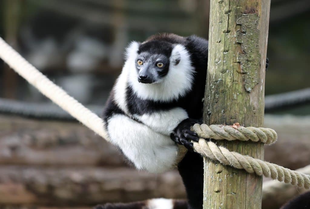 Black and white ruffed lemurs at Newquay Zoo