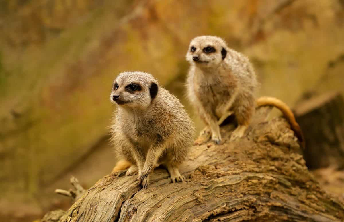 230913 NZ Meerkat CC LR 02
