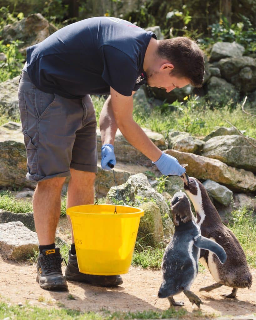 240913 NZ Penguin Feed Dan AS HR 4