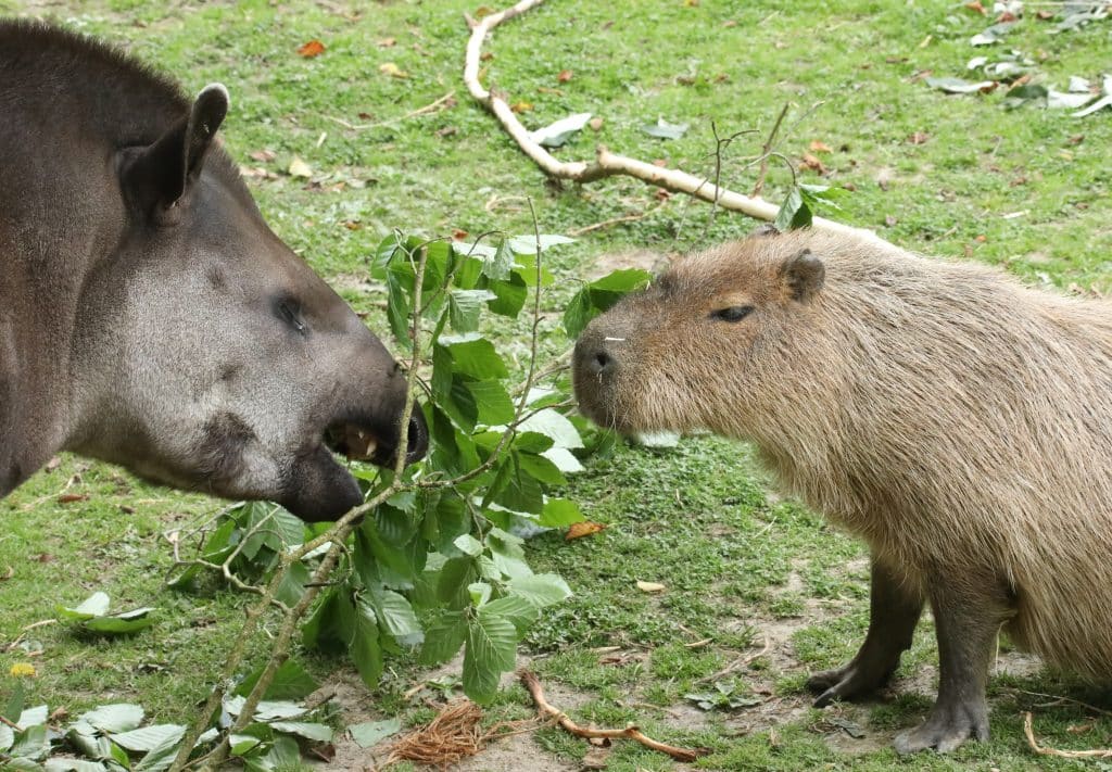 240628 NZ Capybara and Brazilian tapir HR Miriam Haas 1