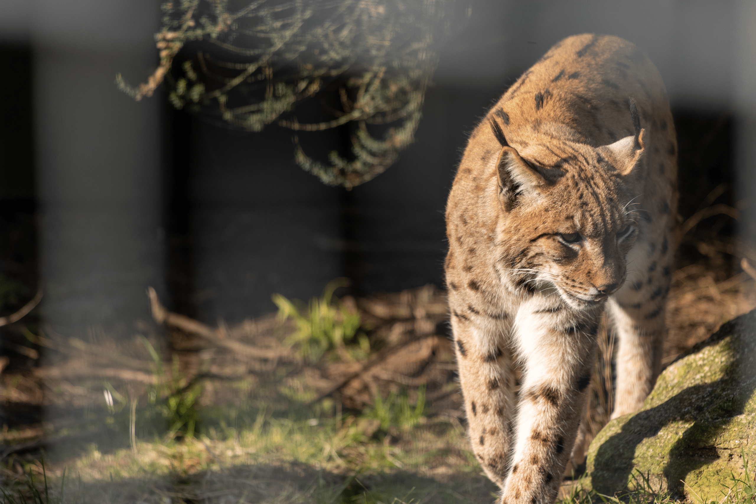250305 Newquay Zoo Wild Planet Trust Carpathian Eurasian Lynx Rewilding PR Farah Adaci HR 29